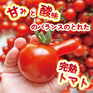ミニトマト 約1.5kg 《訳あり》 野菜 【ミニトマト】