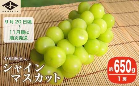 シャインマスカット 約650g 1房 ［小布施屋］ フルーツ 果物 くだもの ぶどう 葡萄 ブドウ 数量限定 クール便配送 長野県産 産地直送 先行予約 送料無料 2026 2026年発送 令和8年産 【2026年9月20日頃～11月頭にかけて順次発送】