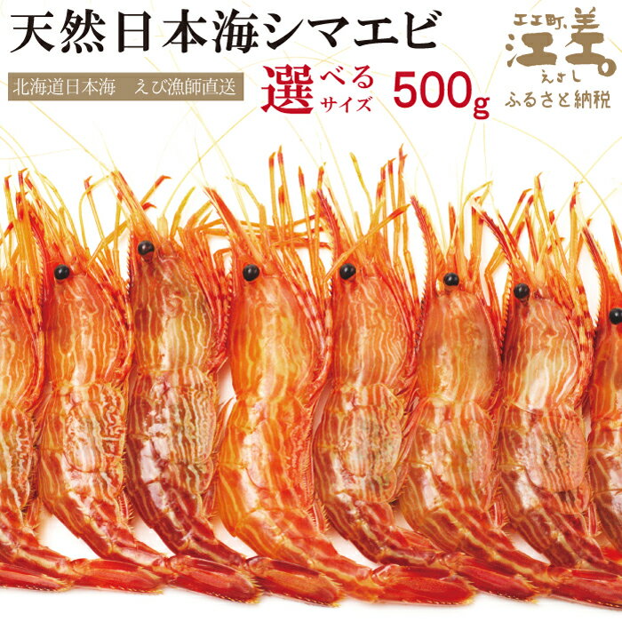 【ふるさと納税】【早期予約・12月中旬以降 順次出荷予定】北海道産 違いが分かる天然日本海シマエビ ［サイズが選べる］ 500g（250g×2パック）　生食可　濃厚な甘み　国産　江差近海産　エビかご漁師直送　最良品厳選　お刺身　天ぷら　エビフライ　海老
