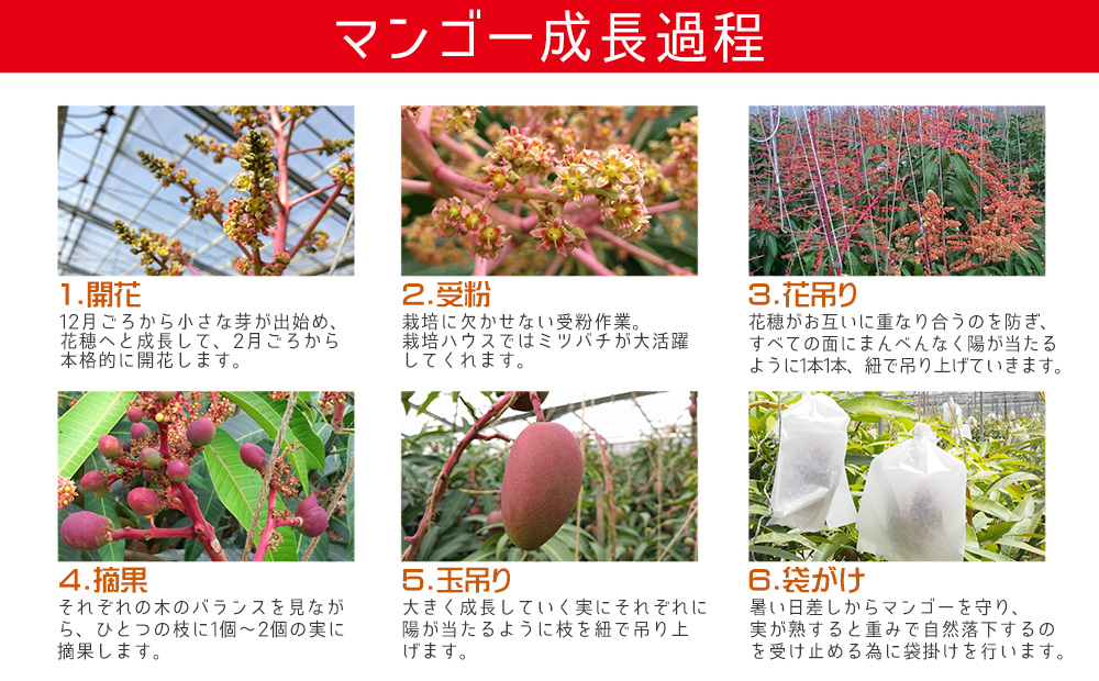 【2026年発送】40年続く老舗農園の沖縄県産マンゴー 約2kg 秀品【有機JAS】 2026年 沖縄 マンゴー 果物 フルーツ 数量限定 贈答品 先行予約 おすすめ 人気 期間限定 産地直送 2kg