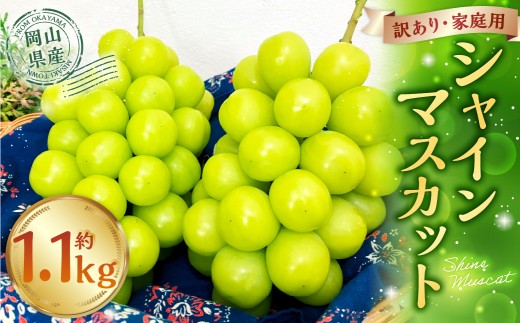 訳あり 家庭用 シャインマスカット 550g以上 2房入り 1.1kg以上 マスカット ぶどう ブドウ 葡萄 グレープ フルーツ 果物 デザート おやつ 種なし 皮ごと 旬 岡山県 美咲町 【2026年9月上旬から10月上旬頃発送予定】