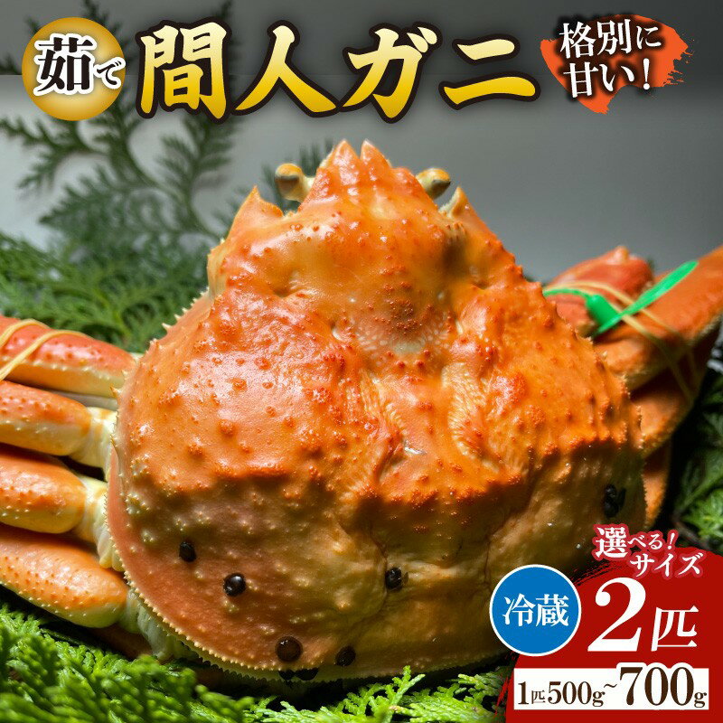 【ふるさと納税】間人漁港仲買人の丸友鮮魚三代目・自慢の間人ガニ≪茹で≫ 1匹 500～600g×2匹 1匹 600～700g×2匹