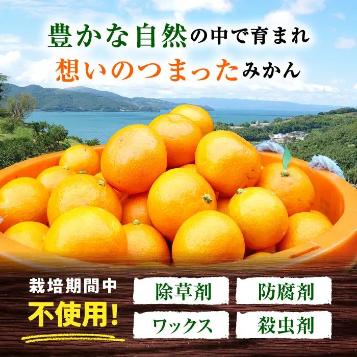 みかん 約2.5kg 温州 みかん  [ACAI001]