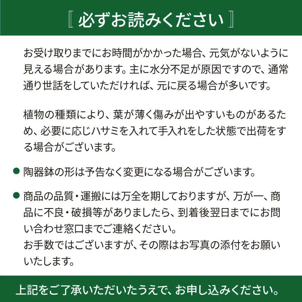 キラキラ輝く砂漠の宝石 『ハオルチア・オブツーサ』 糸島市 / cocoha&nbsp;観葉植物 グリーン 緑 インテリア[AWB043]