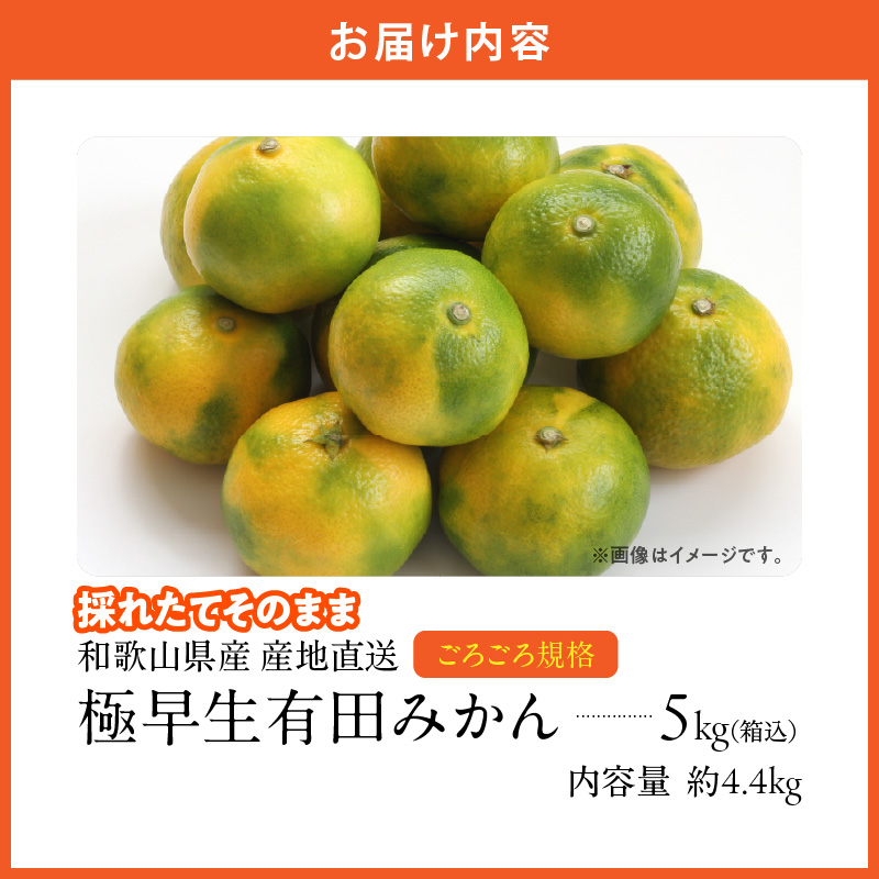 MK1080_【2025年先行予約】みかん 極早生 山から直送 箱込 5kg ( 内容量 4.4kg ) 採れたてそのままごろごろ規格 有田みかん 和歌山県産