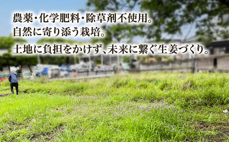 自然栽培で育てた甘くて瑞々しい姫路産新しょうが1.5kg 生姜 国産 栽培期間中 農薬 不使用 ショウガ 産地直送 農産物品評会 受賞