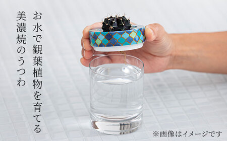 【美濃焼】SaiSui Morocco（Gray）植物付き【大東亜窯業】インテリア 雑貨 観葉植物 多肉植物 サボテン グリーン 水で育てる 省スペース 手軽 簡単 初心者 写真映え かわいい おしゃ