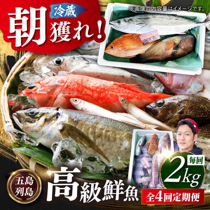 【ふるさと納税】【全4回定期便】【五島列島直送】朝獲れ高級鮮魚セット2kg 五島市 / 鯛福丸水産[PDP005] 魚 鮮魚 セット 海鮮 直送 さかな 詰合せ 冷蔵 定期