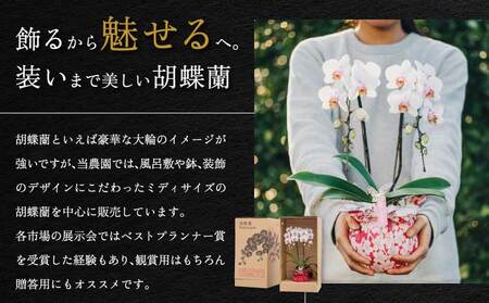 蘭 胡蝶蘭 ミディ胡蝶蘭 華あかり プレミアム 2本立ち
