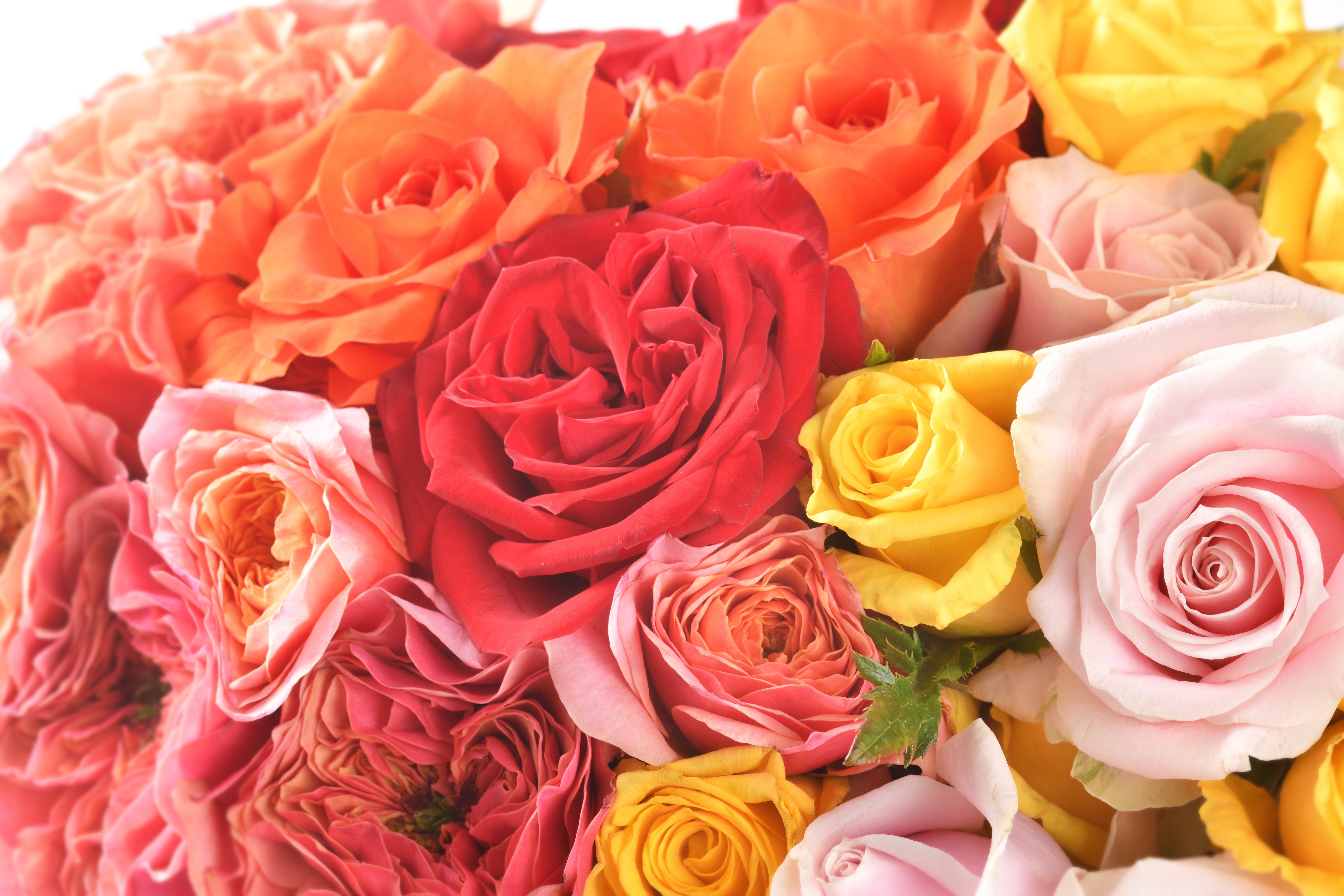 
８種類から薔薇の花束1種類単色10本セット

