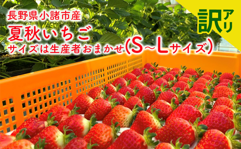 【訳アリ商品】長野県小諸市産夏秋いちご　サイズは生産者おまかせ(S～Lサイズ) 果物 フルーツ 食後 デザート 高糖度 香りが強い ストロベリー 産地直送