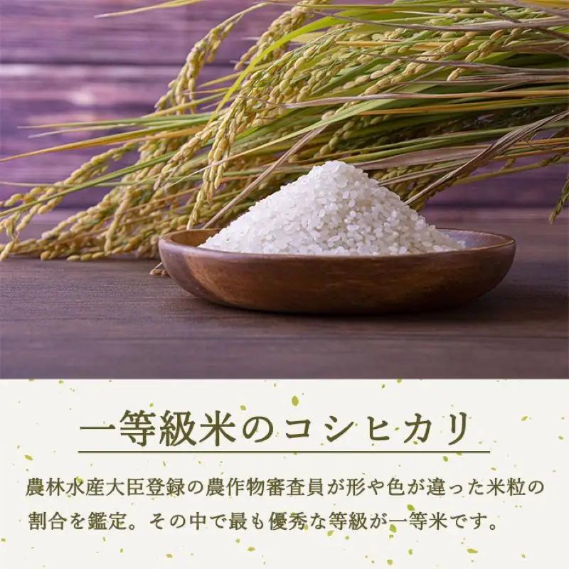 コシヒカリ 令和8年産 無洗米 2kg コシヒカリ 