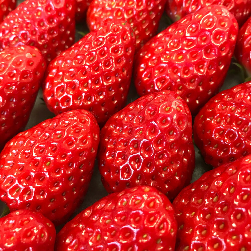 【ふるさと納税】【3回定期便12～1月、2月、3月】 寒蜜いちご 紅ほっぺ ＜選べる容量＞ 計約 1800g～3600g 1回あたり 600g （300g×2パック） もしくは 1200g （300g×4パック） いちご 特大粒 大粒 果物 国産 静岡県産 静岡県 菊川市 送料無料