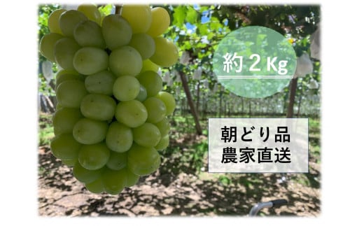 【農家直送（収穫日に発送）】シャインマスカット　約２ｋｇ（3～4房）　