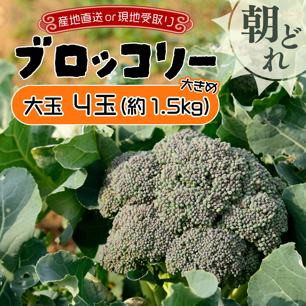 
≪通常配送or現地受取が選べる!≫ 市場の目利き 北海道岩見沢産ブロッコリー 大玉4玉
