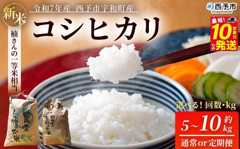 
            新米 ＜令和7年産 コシヒカリ 約5kg / 約10kg 通常発送 / 3回・6回定期便 西予市宇和町産＞ 白米 精米 楠さんの一等米相当 選べる こしひかり お米 コメ こめ ご飯 ごはん 早く届く スピード発送 愛媛県 西予市【常温】『最短10営業日以内に順次発送』
          