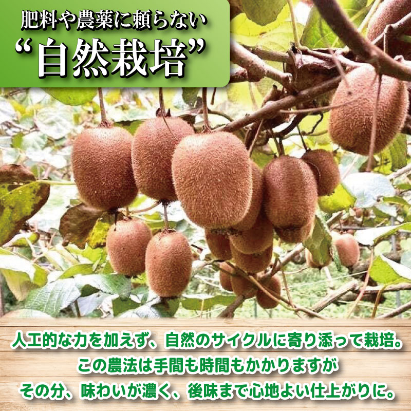 キウイ フルーツ 1kg キウイ 国産 フルーツ 果物 自然栽培 無農薬 ヨーグルト ジュース サラダ ビタミン 食物繊維 ダイエット 減量 美容 健康志向 お取り寄せ みその農園 徳島県 小松島市