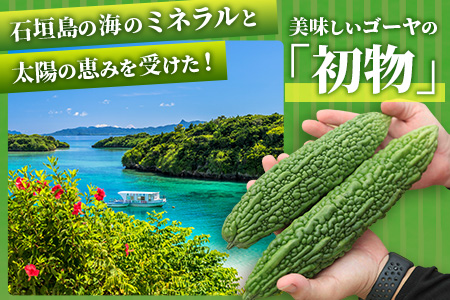 【予約受付】「最優秀賞」受賞の農家！希少品！贈答用「初物ゴーヤ」2024年12月下旬～2025年1月上旬発送 OI-1