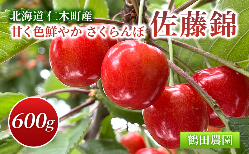 数量限定 北海道 仁木町産 甘く色鮮やか さくらんぼ 佐藤錦 600g L～2Lサイズ 低農薬 有機肥料 高級品種 大人気 高糖度 甘い 贈答用 サクランボ チェリー フルーツ 果物 果物類 ギフト 贈答品 仁木町 仁木 [鶴田農園]