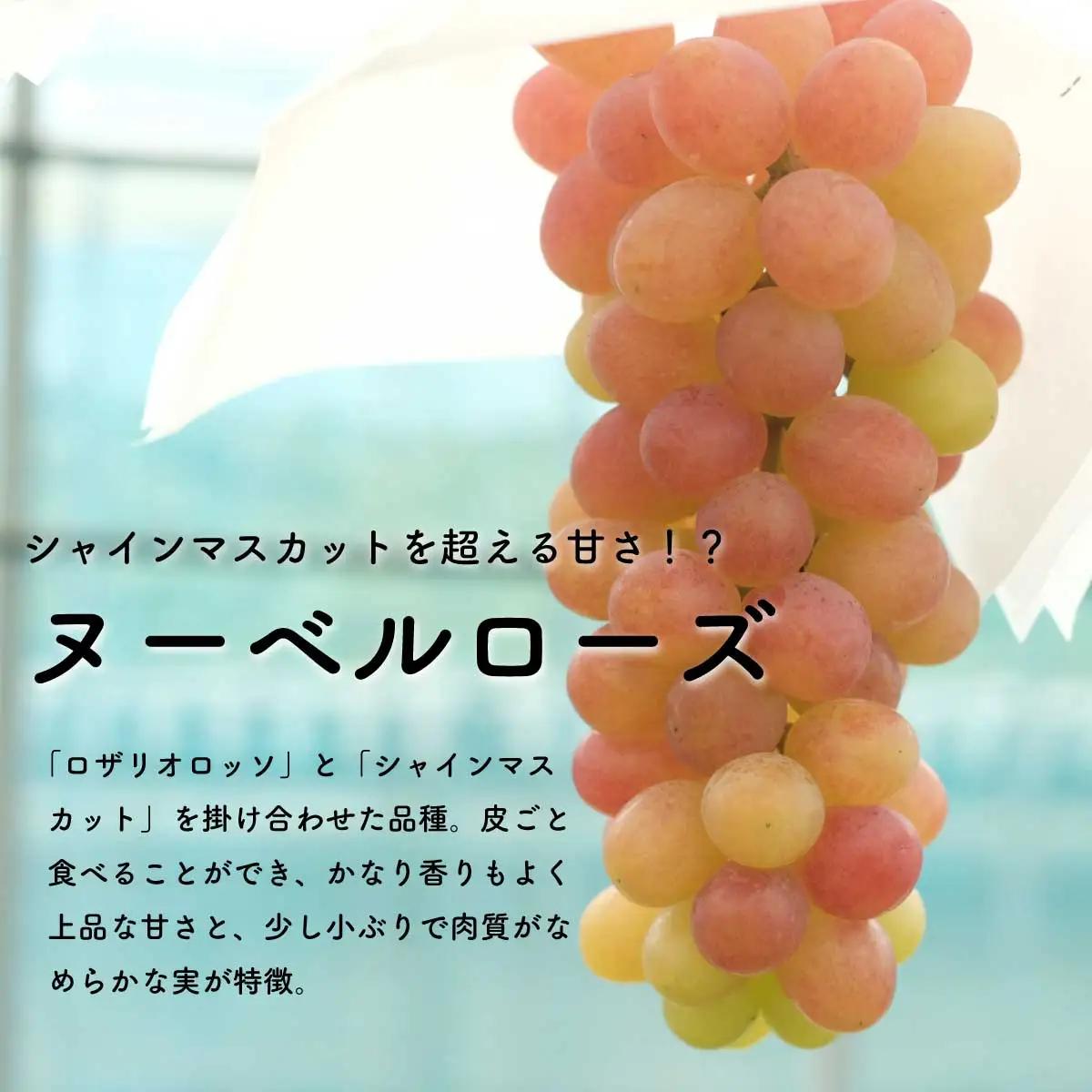 【先行予約・2026年9月】シャインマスカット＆ヌーベルローズ 食べ比べセット 約1.5kg｜数量限定・農家直送・種なしぶどう