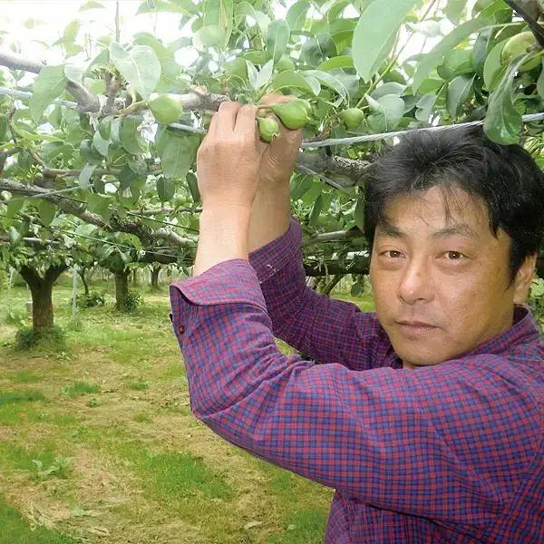 先行予約 洋梨 ル レクチェ 約2kg(4~7玉) ル・レクチェ 新潟県 三条市 小林農園