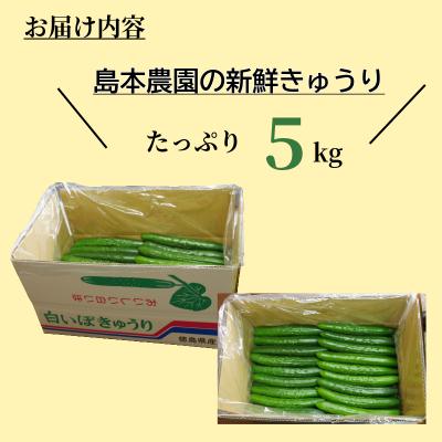 ふるさと納税 小松島市 きゅうり 秀品 5kg以上(54本)新鮮 朝採れ きゅうり 小松島市 野菜 夏野菜 産地直送 5kg |  | 03