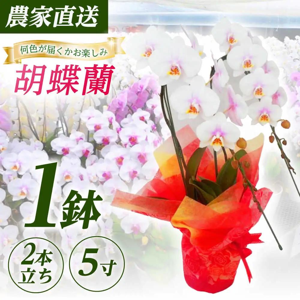 胡蝶蘭 1鉢【2本立ち5寸胡蝶蘭】  [BDAB005]