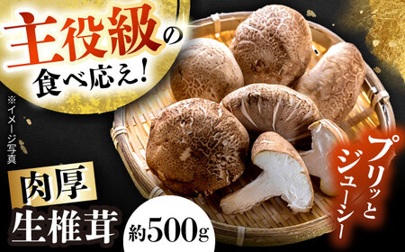 【10月から順次発送】肉厚生椎茸 しいたけ（菌床）約500g  / 株式会社フラットフィールド[BBEE001]