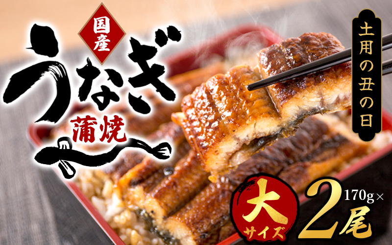 【土用の丑の日までにお届け！】【大型サイズ】国産 大型サイズ ふっくら柔らか 国産うなぎ蒲焼き 2尾 化粧箱入 先行予約 国産 うなぎ ウナギ 鰻 蒲焼 土用の丑の日 丑の日【uot302-dy】 