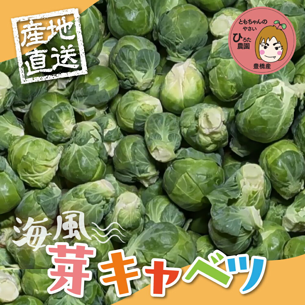 【ふるさと納税】旬の芽キャベツ 1kg 芽キャベツ ミネラルたっぷり 海風そだち 潮風 豊橋 国産 家族で 大容量 ともちゃんのやさい 大人気！ 愛知県 豊橋市 安心野菜 キャベツ 期間限定 お試し おためし