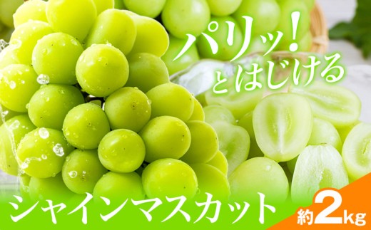 シャインマスカット 2kg(3-4房) 水代果樹園《8月中旬-9月下旬頃出荷》 果物 マスカット シャインマスカット 葡萄 ぶどう 千葉県 流山市