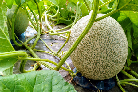 キスロマン メロン 約1.8kg×2玉 [0862]