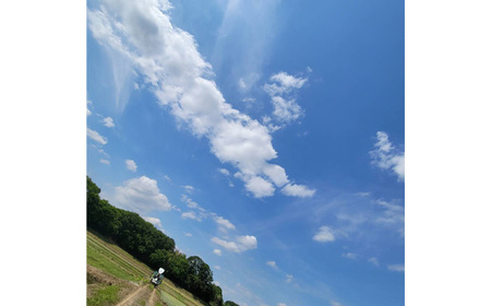 No.404 白米　コシヒカリ10kg【令和5年産】