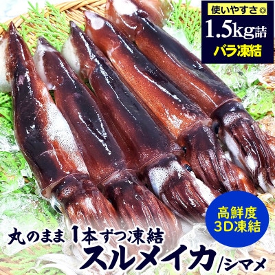 【2ヵ月毎定期便】スルメイカ(冷凍)約1.5kg　サイズ不揃い　兵庫県新温泉町　全3回【配送不可地域：離島】【4070209】
