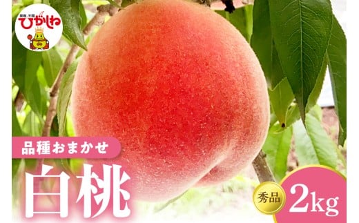 【2026年産】 白桃 （品種お任せ） 秀品 2kg 山形県 東根市 フルーツピッカー提供 hi097-001