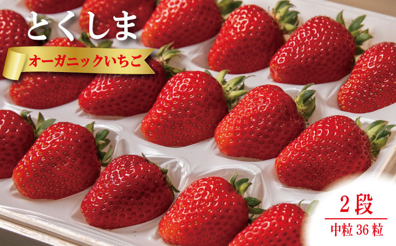 
                  オーガニック いちご 中粒 約36粒 《1月末から5月発送》 有機JAS認証 ORGANIC 甘い 苺 イチゴ 果物 フルーツ 産地直送 新鮮 ストロベリー ジャム スムージー 期間限定 徳島 無農薬 完全無農薬 人気 ギフト プレゼント 贈答用 ケーキ スイーツ
                