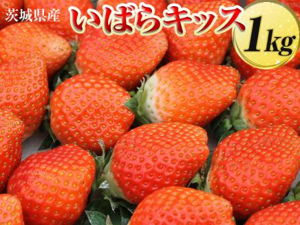 茨城県産　いばらキッス　約1kg〈茨城県共通返礼品・大洗町〉_DV09※2023年1月上旬～3月上旬頃に順次発送予定 ※北海道・沖縄・離島への配送不可 ※着日指定不可