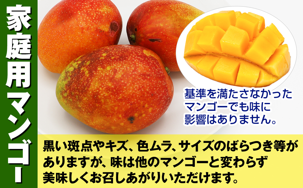 【2026年発送】南野園　家庭用　アーウィンマンゴー1.5kg