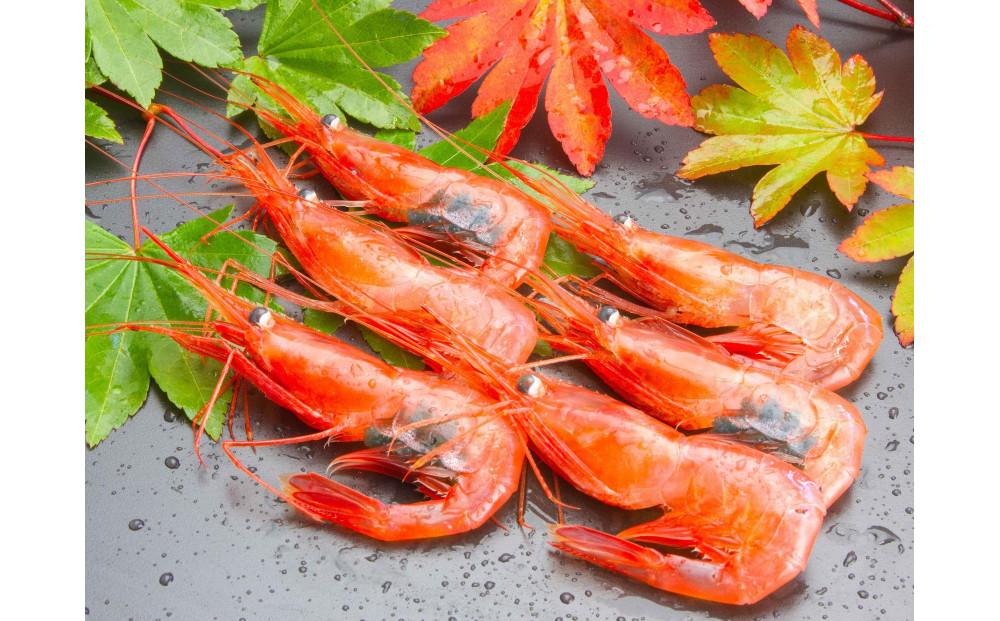 佐渡産 南蛮エビ（甘エビ）チルド 500g（約40尾）