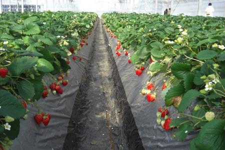 【磯山観光いちご園】いちご狩り30分食べ放題チケット2枚 いちご 苺 イチゴ 体験チケット いちご狩り 果物狩り 体験 イベント 千葉県 東庄町