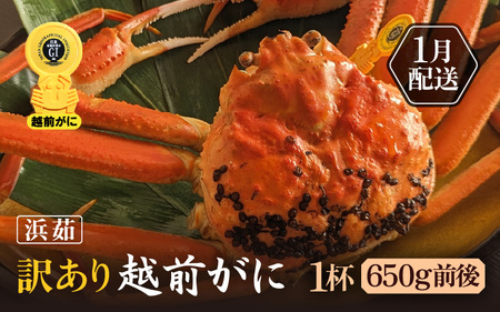 訳あり【1月発送】越前がに本場の越前町からお届け！浜ゆで越前かに  × 1杯 (生で1杯650g前後)  [e65-x001_01] カニ かに 越前がに 越前ズワイガニ 越前かに 越前カニ 姿 