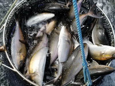 AG-CD1 【先行予約】東京オリンピック供給資格「AEL(養殖エコラベル)」認証取得のカンパチ！活き〆プレミアムフィッシュ「e-かんぱち」丸ごと1尾(ラウンド・3.0kg～3.8kg)【マルエイ水産