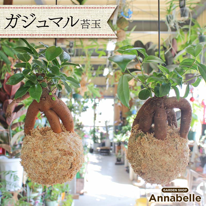 【ふるさと納税】ガジュマル 苔玉 幸運 縁起物 観葉植物 キジムナー 精霊 吊り プランツ インテリア ウォールグリーン FKK19-820