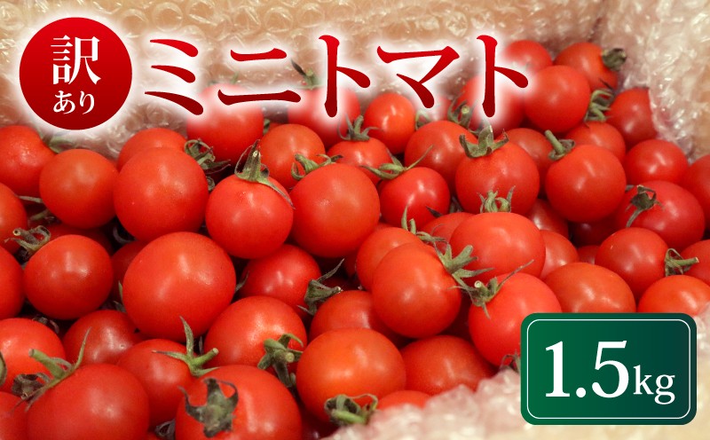 
                  訳あり ミニトマト 1.5kg 冷蔵配送 2025年10月発送 トマト 旬 新鮮 野菜 やさい 夏野菜 とまと 簡易包装 箱入り ご褒美 サラダ トマトジュース パスタ お弁当 ジューシー 送料無料 産地直送 千葉県 旭市 石井ファーム iif005
                