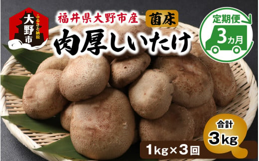 【3ヵ月定期便】菌床肉厚しいたけ（福井県大野市産）1kg×3回　計3kg