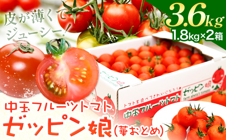 中玉フルーツトマト ゼッピン娘 1.8kg ×2箱 計3.6kg 希少な品種 華おとめ 甘い 野菜 結城市産 ゼッピン娘 華おとめ 中玉品種 皮が薄い 薄皮 サラダ 前菜 食材 料理《90日以内に出荷予定(土日祝除く)》---yuki_fab_3_3600g---
