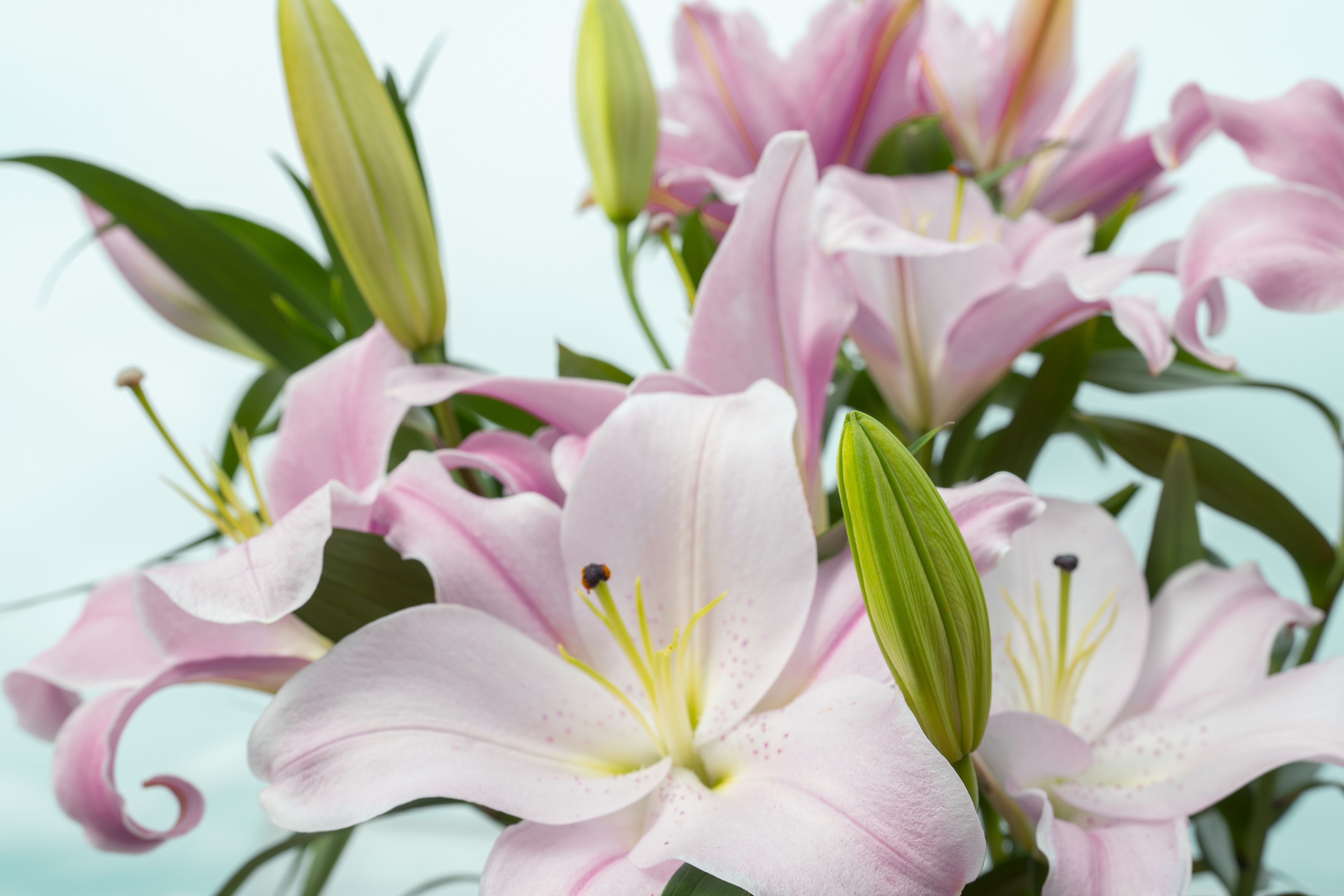 ユリ(オリエンタルリリー)5本×10ヶ月 毎月お届け 10〜6月