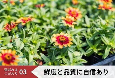 花 定期便 2ヶ月季節の花苗 セット 花き品評会理事長賞受賞 花苗 生産者直送 庭季節の花苗セット ガーデニング 花壇 苗 苗木 花の苗 花の苗物 定期 お楽しみ 2回 お届け 