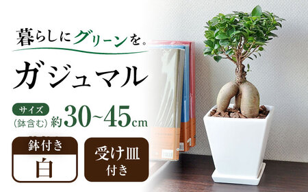 観葉植物 ガジュマル 多幸の木 ホワイトスクエア 陶器鉢  / 観葉 植物 インテリア おしゃれ プレゼント / 大村市 /琴花園[ACYK018]