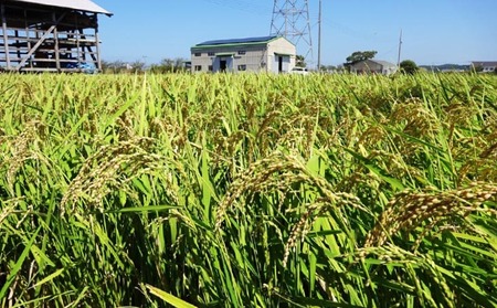 淡路島産コシヒカリ２kgとのり４種セット